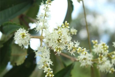 Miconia prasina, photographed by Andrés Ramírez-Barrera