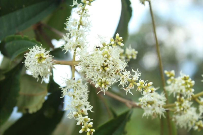 Miconia prasina, photographed by Andrés Ramírez-Barrera
