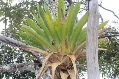 Tillandsia fendleri, photographed by Andrés Ramírez-Barrera