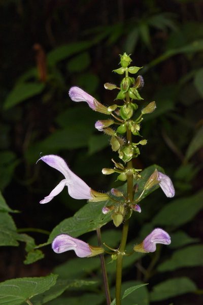 Salvia recurva, photographed by Alan Rockefeller