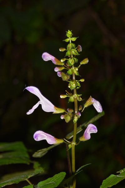 Salvia recurva, photographed by Alan Rockefeller