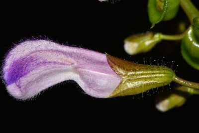 Salvia recurva, photographed by Alan Rockefeller