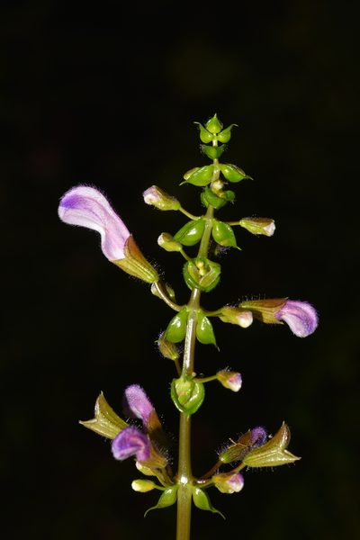 Salvia recurva, photographed by Alan Rockefeller