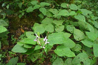 Salvia recurva, photographed by Alan Rockefeller