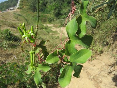 Passiflora viridiflora, photographed by Alexis López Hernández