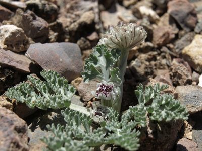 Vesper purpurascens, photographed by Jim Morefield