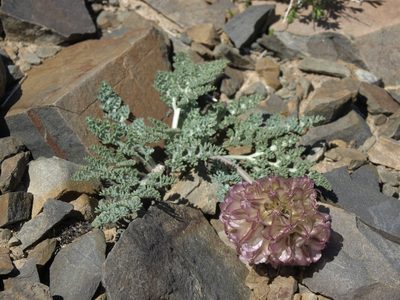 Vesper purpurascens, photographed by Jim Morefield