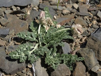 Vesper purpurascens, photographed by Jim Morefield
