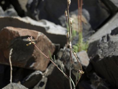 Streptanthus longirostris, photographed by Jim Morefield