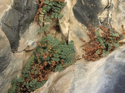 Argyrochosma jonesii, photographed by Jim Morefield