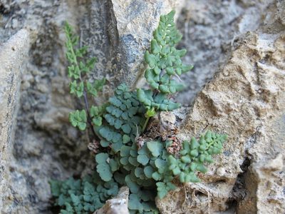 Argyrochosma jonesii, photographed by Jim Morefield
