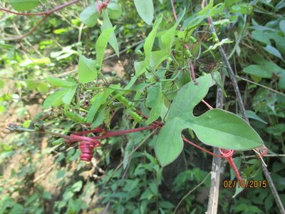 Passiflora viridiflora, photographed by Alexis López Hernández