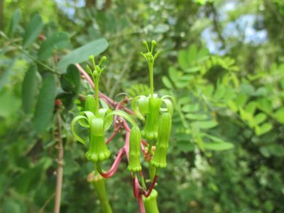Passiflora viridiflora, photographed by Alexis López Hernández