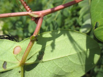 Passiflora viridiflora, photographed by Alexis López Hernández