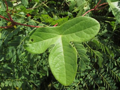 Passiflora viridiflora, photographed by Alexis López Hernández