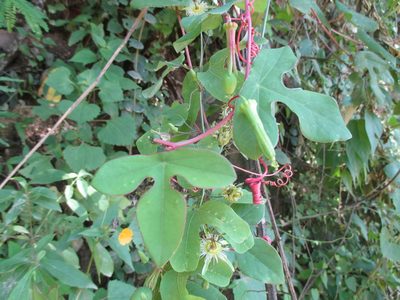 Passiflora viridiflora, photographed by Alexis López Hernández