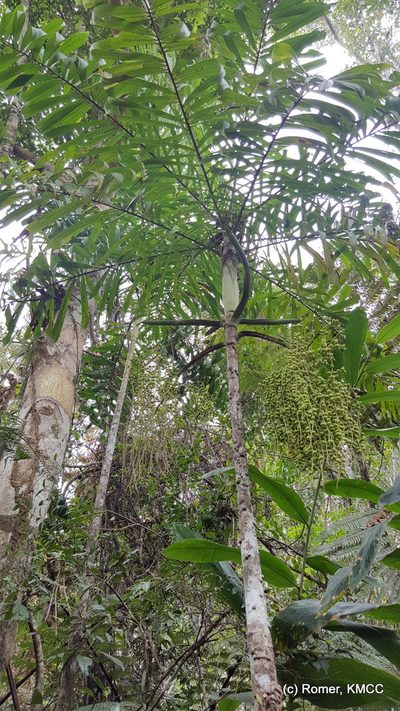 Dypsis nodifera, photographed by Romer N. Rabarijaona