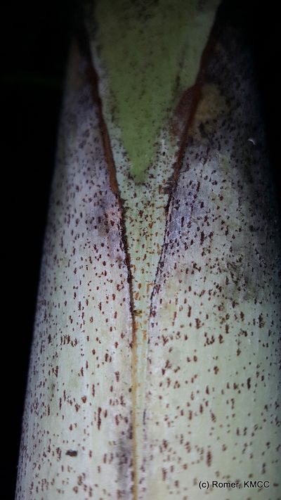 Dypsis nodifera, photographed by Romer N. Rabarijaona
