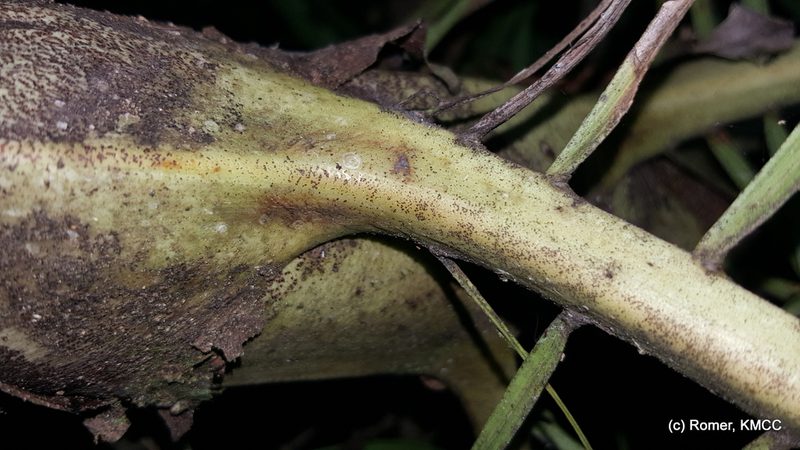 Dypsis nodifera, photographed by Romer N. Rabarijaona