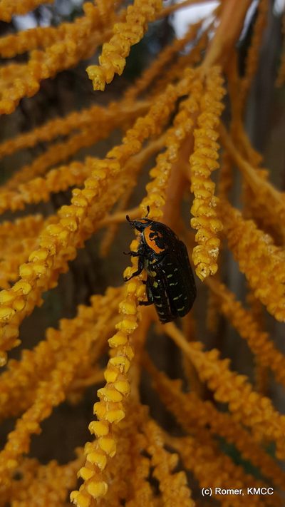 Ravenea madagascariensis, photographed by Romer N. Rabarijaona