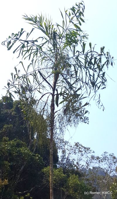 Dypsis nodifera, photographed by Romer N. Rabarijaona