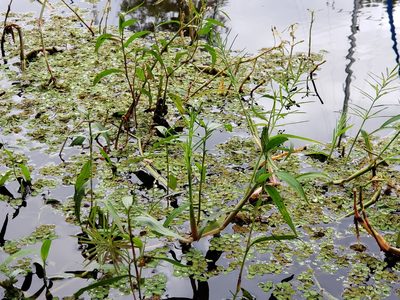 Paspalum repens, photographed by Tyler Bishop