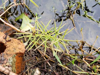 Paspalum repens, photographed by Tyler Bishop