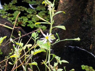 Symphyotrichum tenuifolium, photographed by Tyler Bishop