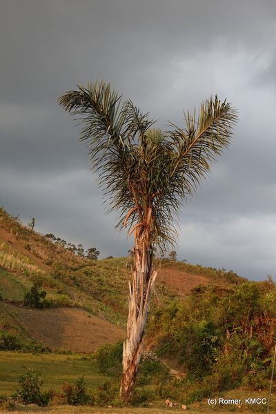 Raphia farinifera, photographed by Romer N. Rabarijaona