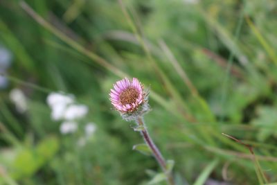 Erigeron borealis, photographed by Rhonda Ridley