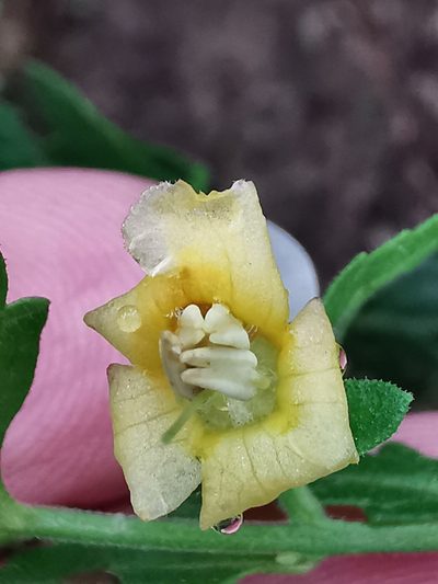 Seymeria deflexa, photographed by Adriana Nelly Correa Sandoval