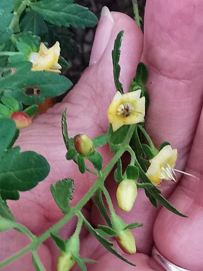 Seymeria deflexa, photographed by Adriana Nelly Correa Sandoval