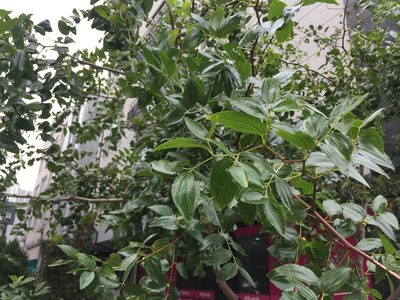 Ziziphus jujuba, photographed by Kim, Hyun-tae