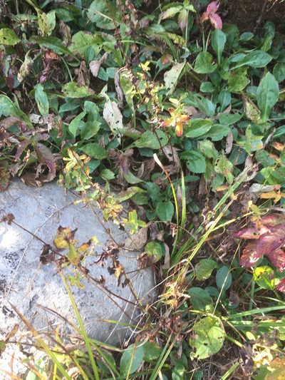 Hypericum graveolens, photographed by John Kees