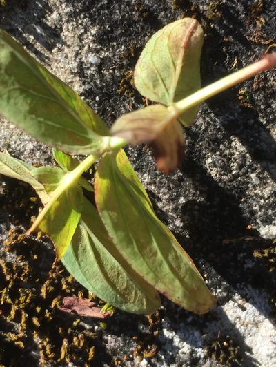 Hypericum graveolens, photographed by John Kees