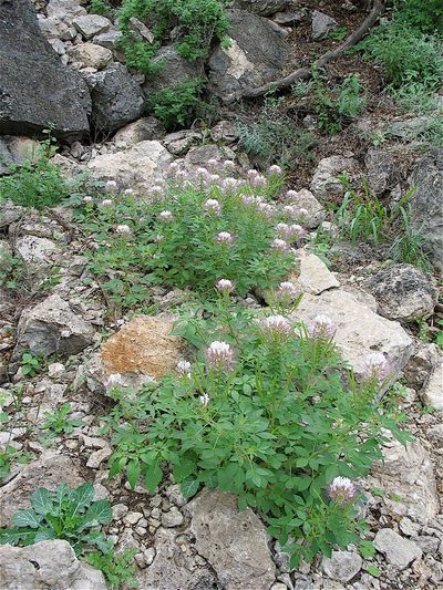 Cleome uniglandulosa, photographed by Bob Nieman