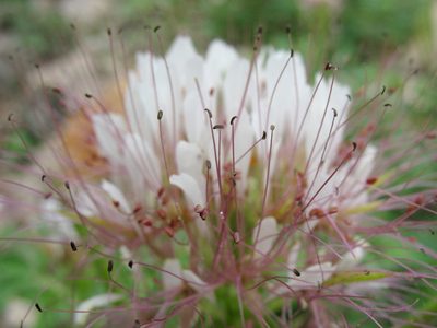 Cleome uniglandulosa, photographed by Bob Nieman