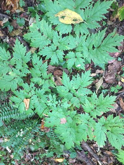 Actaea podocarpa, photographed by John Kees