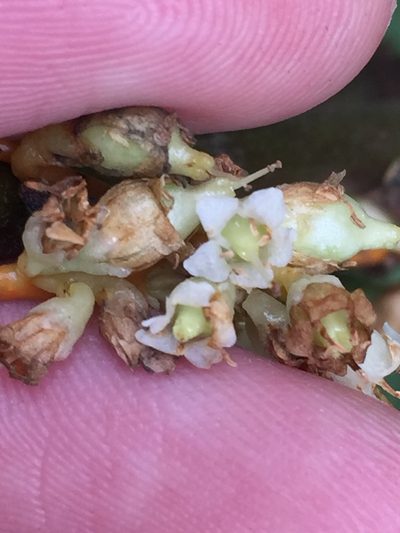 Cuscuta rostrata, photographed by John Kees