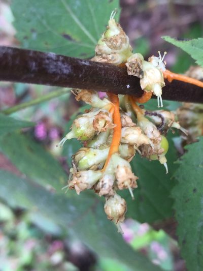 Cuscuta rostrata, photographed by John Kees