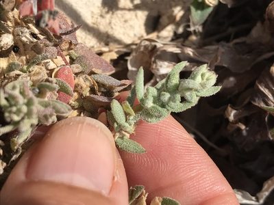 Extriplex californica, photographed by LJ Moore-McClelland
