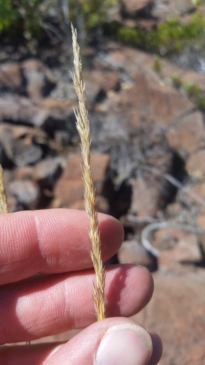 Agrostis sandwicensis, photographed by cwarneke
