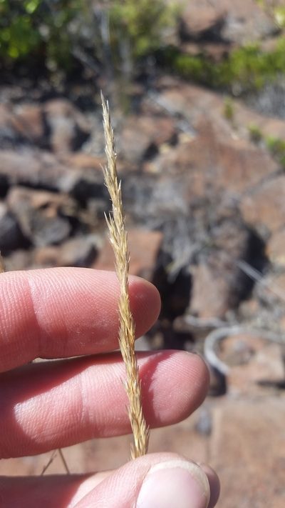 Agrostis sandwicensis, photographed by cwarneke
