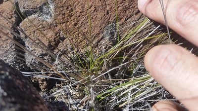 Agrostis sandwicensis, photographed by cwarneke