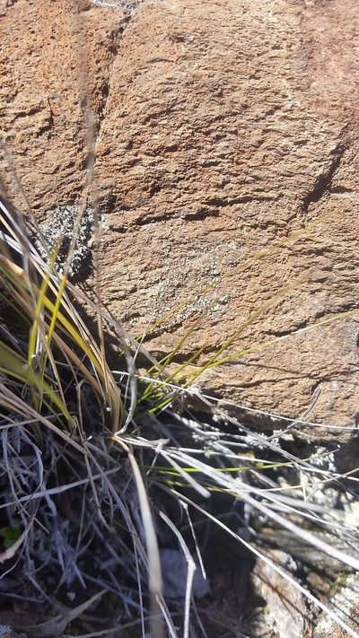 Agrostis sandwicensis, photographed by cwarneke