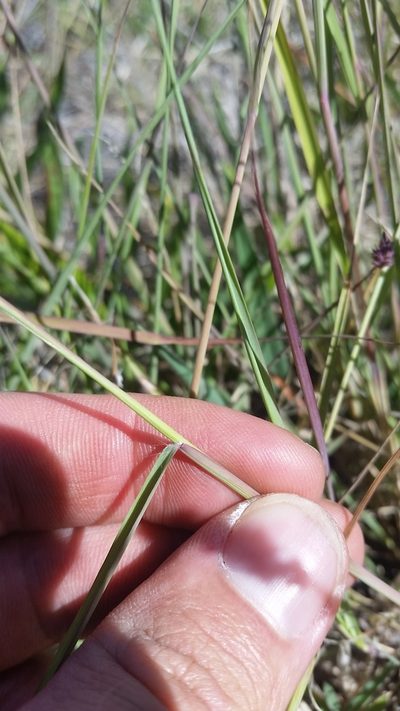 Eragrostis elongata, photographed by cwarneke