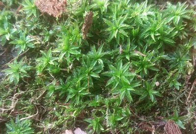 Atrichum selwynii, photographed by zookanthos