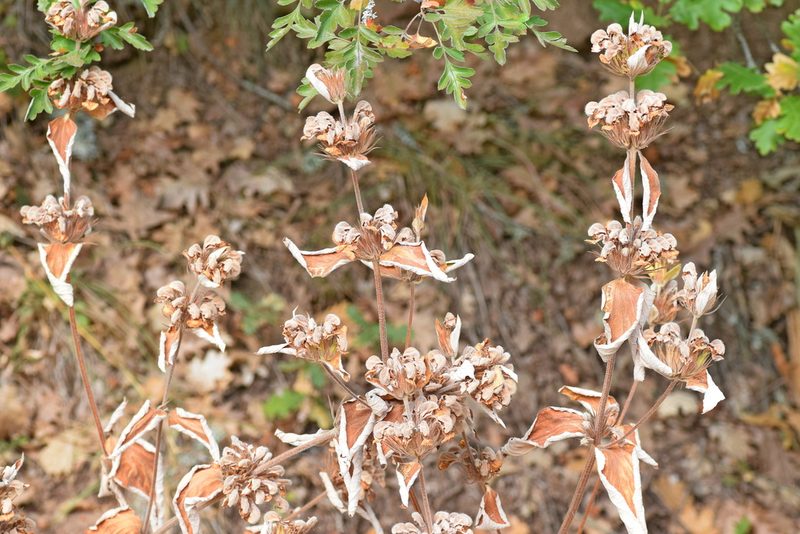 Phlomis samia, photographed by Kostas Zontanos