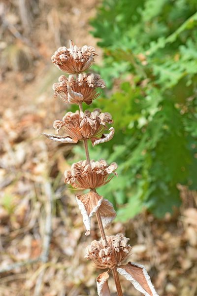 Phlomis samia, photographed by Kostas Zontanos