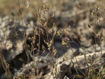 Hornungia procumbens, photographed by Jim Morefield